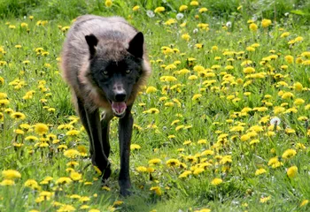 Ярославский Росреестр взял под опеку канадского волка
