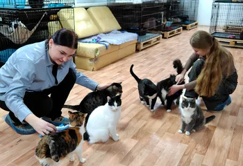 Молодежный совет Росреестра Ярославской области побывал в кошачьем приюте