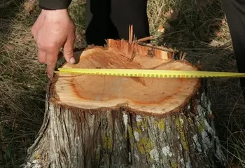 Ярославская область против “чёрных лесорубов”: ущерб от незаконных рубок превысил 26 млн рублей