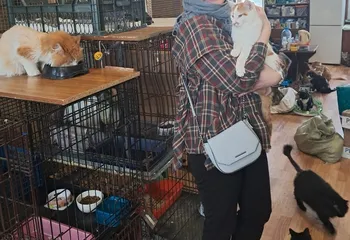 Управление Росреестра по Ярославской области посетило приют для кошек