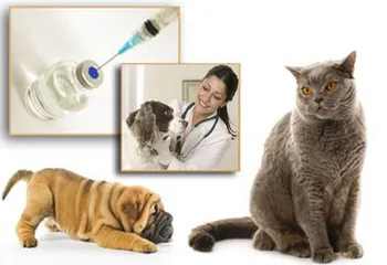 Вакцинация домашних животных (иностранная вакцина)