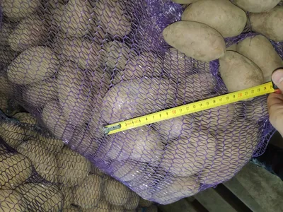 Картофель разносортный свежий урожай 2019