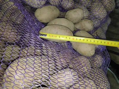 Картофель разносортный свежий урожай 2019