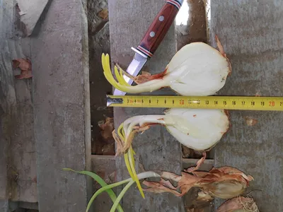 Лук репчатый проросший на рассаду сорт "Алонсо"