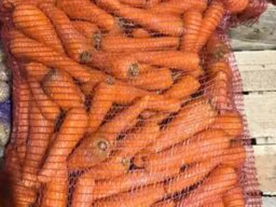 Морковь свежая 2019