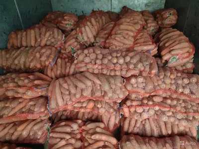 Морковь свежая 2019