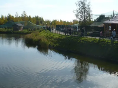 Зоопарк в Ярославле открыт