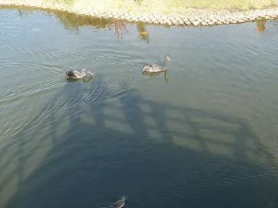 Зоопарк в Ярославле открыт