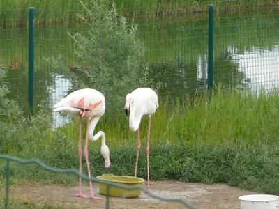 Зоопарк в Ярославле открыт