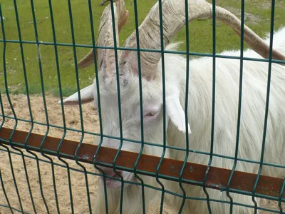 Зоопарк в Ярославле открыт