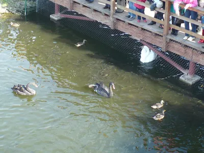 Зоопарк в Ярославле открыт