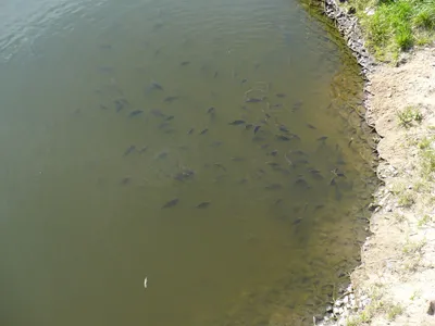 Зоопарк в Ярославле открыт