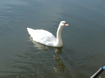 Зоопарк в Ярославле открыт