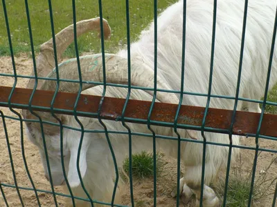 Зоопарк в Ярославле открыт