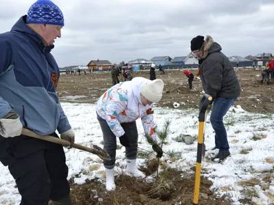 Ярославский Росреестр присоединился к Всероссийской акции «Сад памяти»