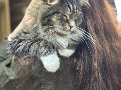 Управление Росреестра по Ярославской области посетило приют для кошек