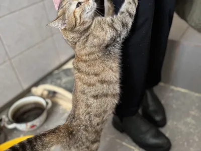 Управление Росреестра по Ярославской области посетило приют для кошек