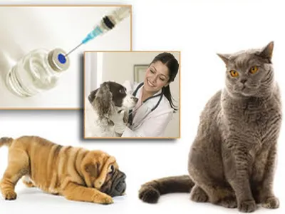 Вакцинация домашних животных (иностранная вакцина)