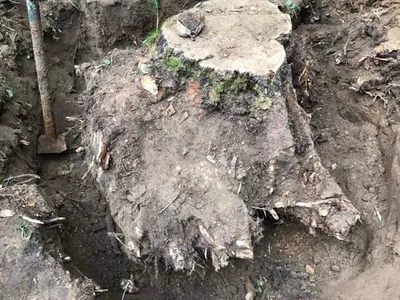 Выкорчевывание пней на кладбище город Ярославль